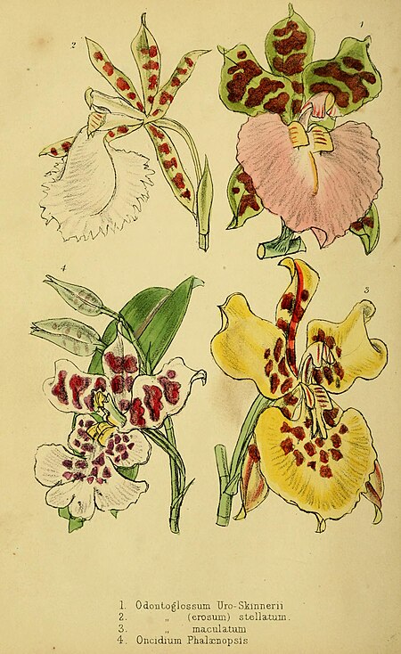 Cool orchids, and how to grow them - with a descriptive list of all the best species in cultivation (and how to grow them -) (20071842503), 1874