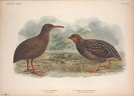 Extinct birds - an attempt to unite in one volume a short account of those birds which have become extinct in historical times - that is, within the last six or seven hundred years - to which are (14752544365), 1907
