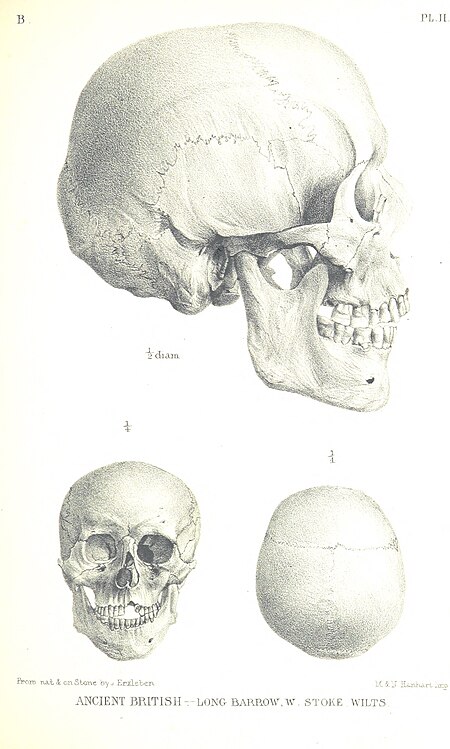 129 of 'On the Two Principal Forms of Ancient British and Gaulish Skulls ... With tables of measurements (and four plates) ... From the memoirs of the Anthropological Society of London, vol. 1' (11068934075)