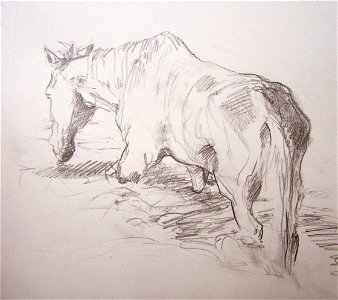 saltriver horse 1. Free illustration for personal and commercial use.