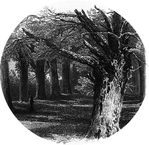 Birket Foster forest bw