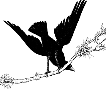 raven