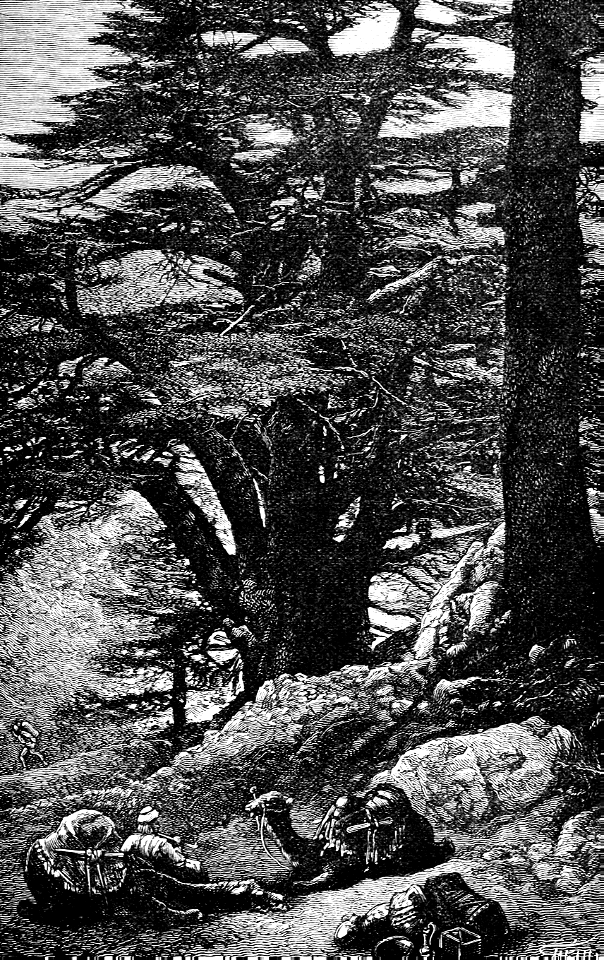 Cedars of Lebanon