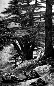 Cedars of Lebanon