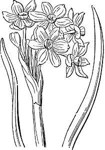 77 Plants - Narcissus tazetta flower