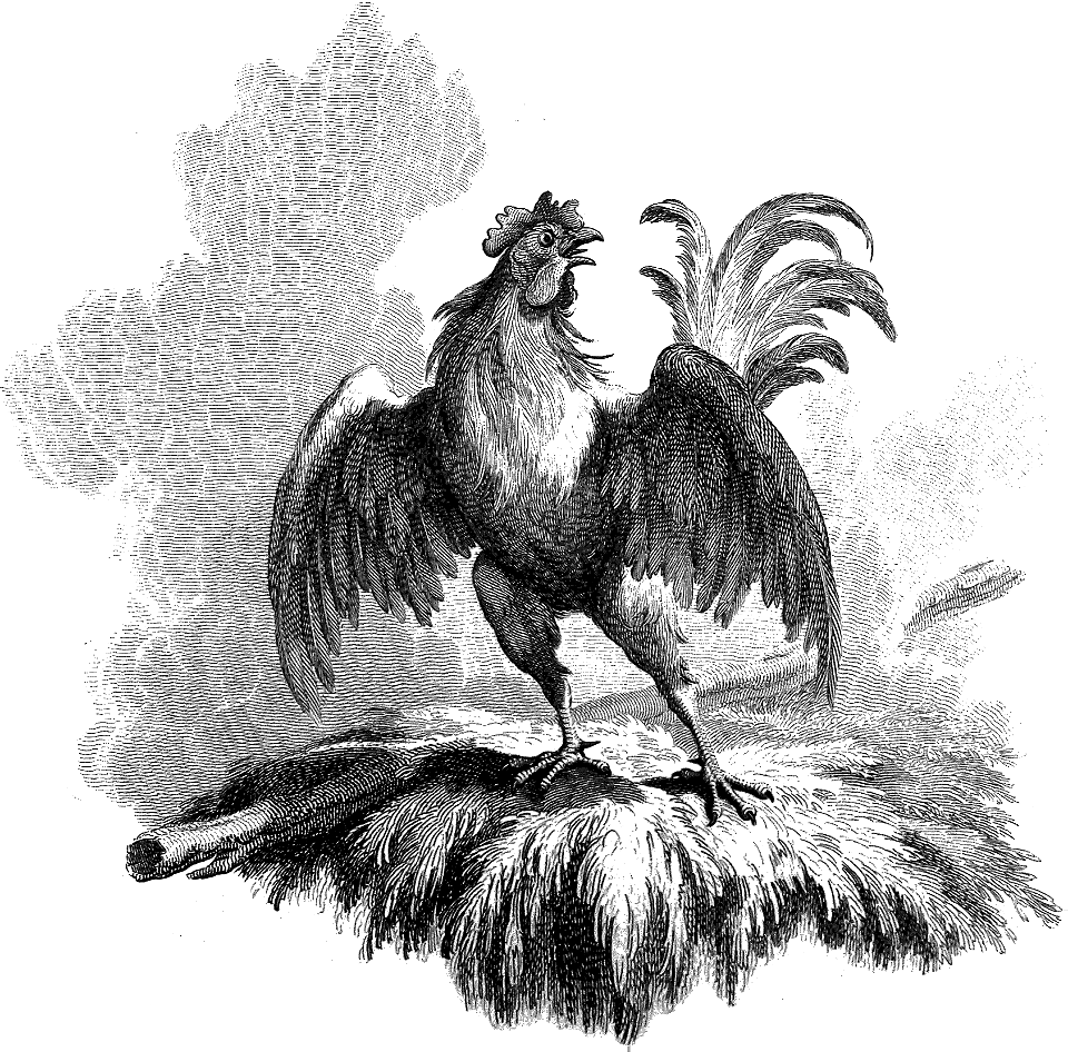 51 Mark 14 v72 Tail-piece to Mark - Cock Crowing (Loutherbourg)