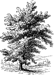 78 Plants - Oak Tree. Free illustration for personal and commercial use.
