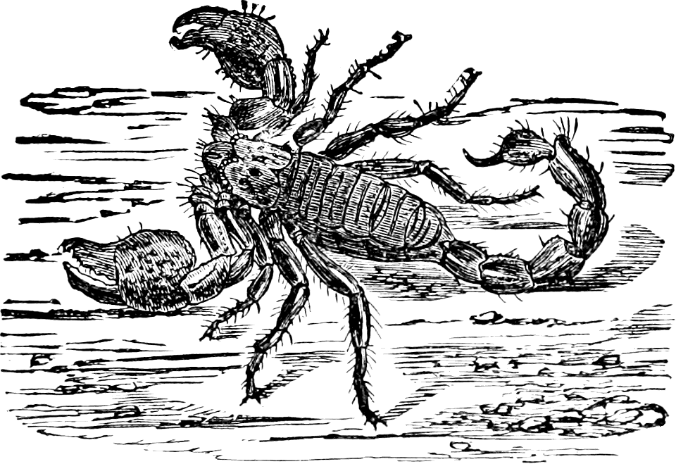 Scorpion