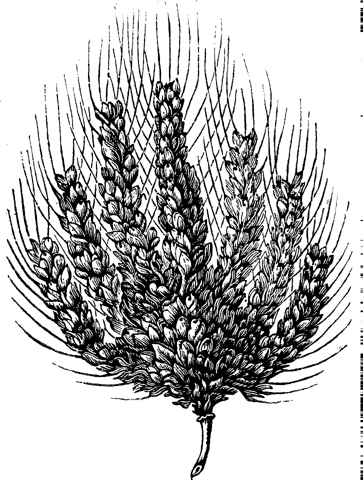 Egyptian Wheat