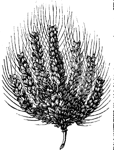 Egyptian Wheat