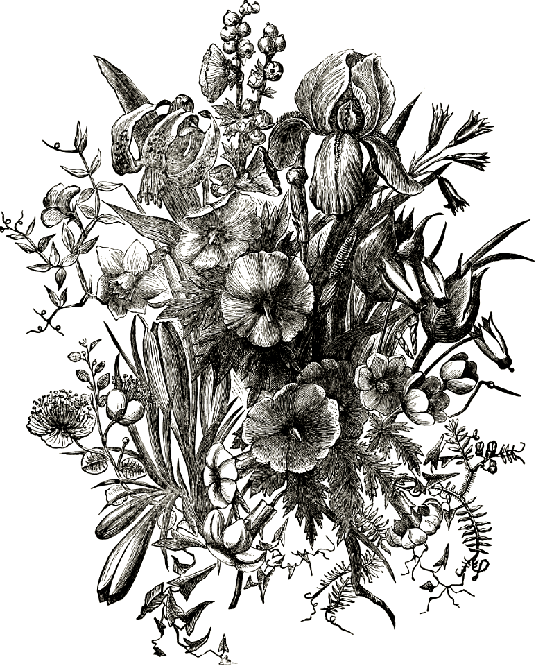 Flowers from the Shore of the Sea of Galilee