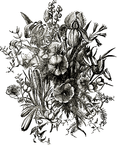 Flowers from the Shore of the Sea of Galilee