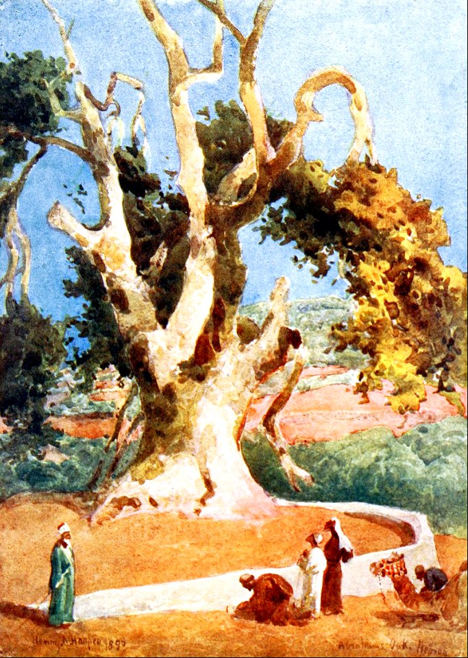 01 Abrahams Oak (tradition - Abraham lived under this Oak, which is Hebron Genesis 23 v02)
