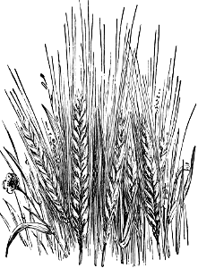 Barley. Free illustration for personal and commercial use.