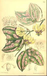Passiflora punctata