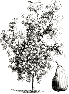 Fig Tree and Fruit
