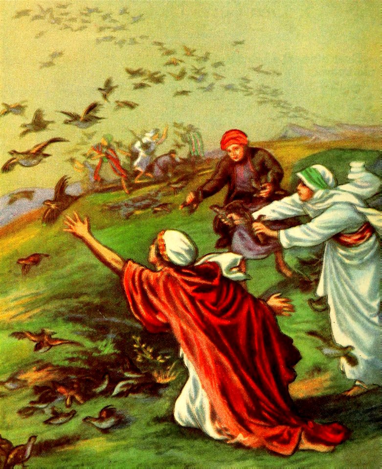 09 Exodus 16 v04-21 God sends Quails for the Israelites to eat