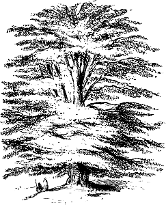 69 Plants - Cedar of Lebanon