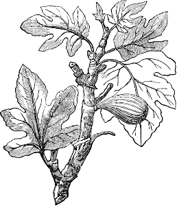 Fig Tree. Free illustration for personal and commercial use.