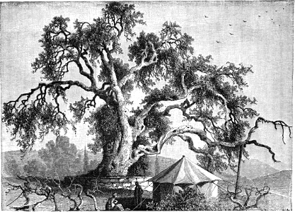 Oak of Abraham near Hebron