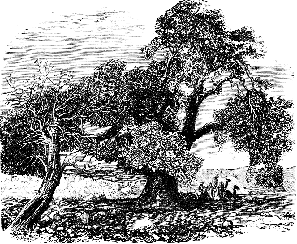 Abrahams Oak