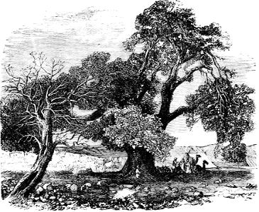Abrahams Oak