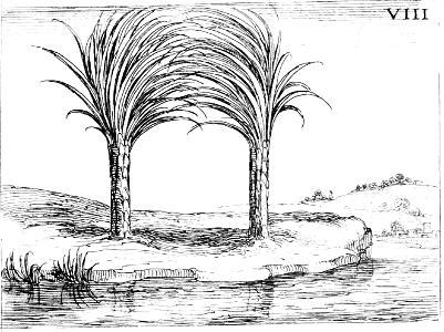 Trees planted by Living Waters