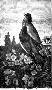 Birds Singing on Flowering Bush