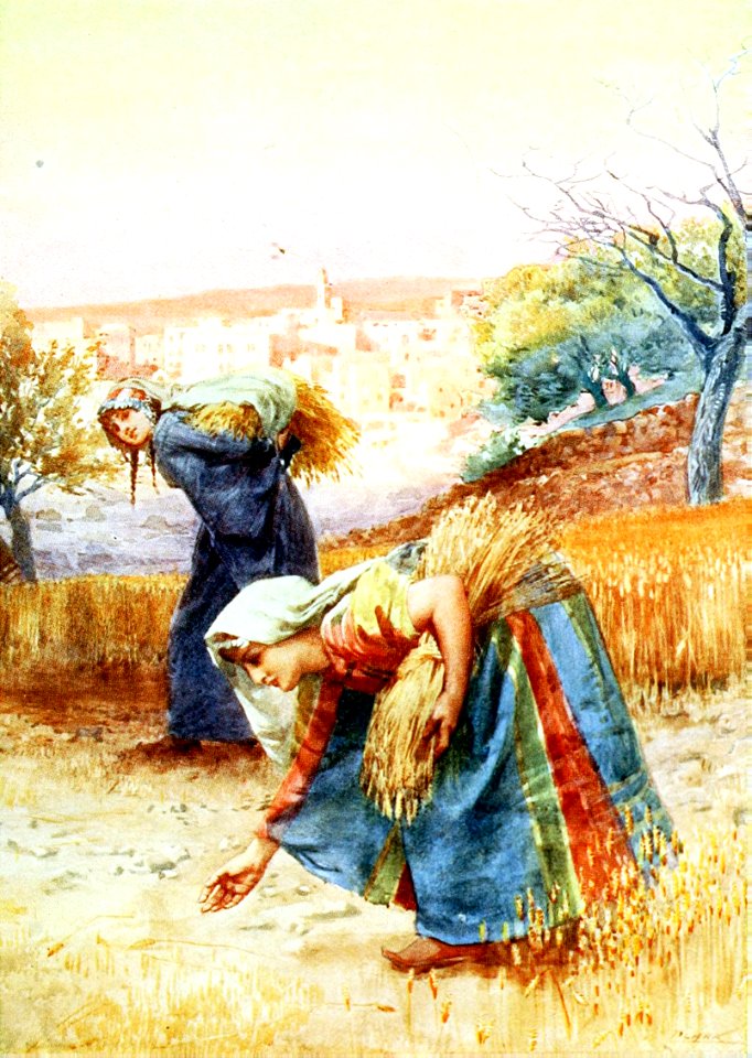 03 Gleaners in the Field (Bethlehem) (Leviticus 23 v22)