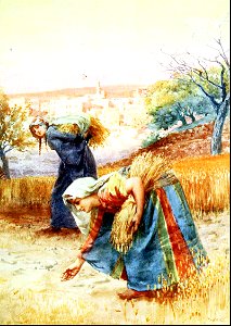 03 Gleaners in the Field (Bethlehem) (Leviticus 23 v22)