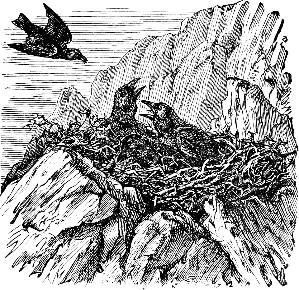 Young Ravens