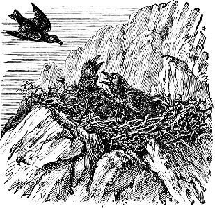 Young Ravens. Free illustration for personal and commercial use.