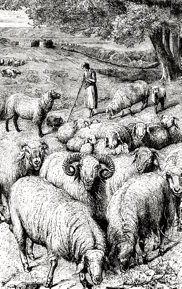 A Flock of Eastern Sheep