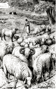 A Flock of Eastern Sheep
