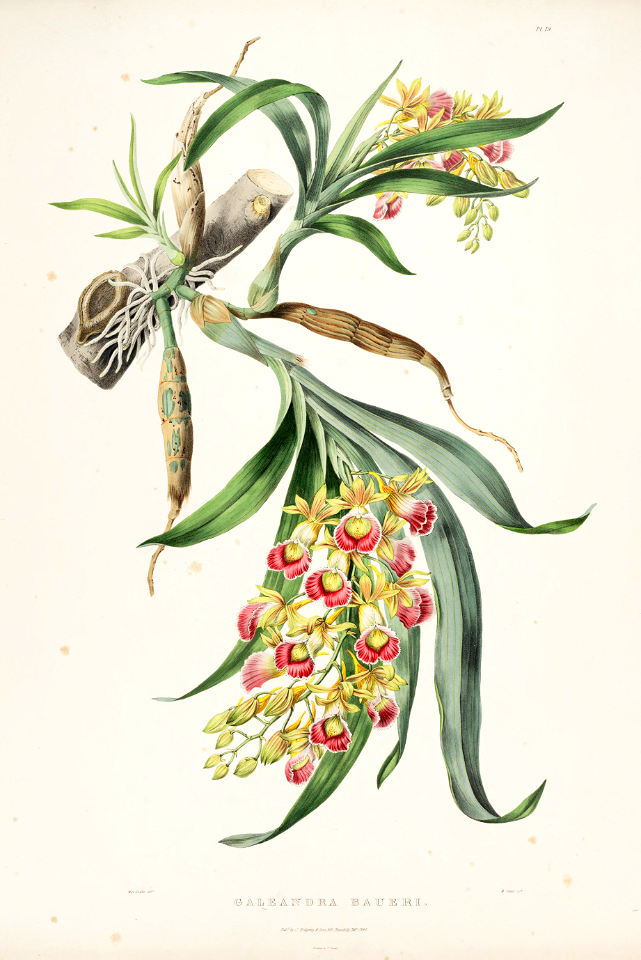 Galeandra baueri. Produces racemes of bright, fragrant bell-shaped flowers. Epiphytic orchid often found on palm trees at elevations of 2,500-4,000 feet. Native from Mexico to Colombia.