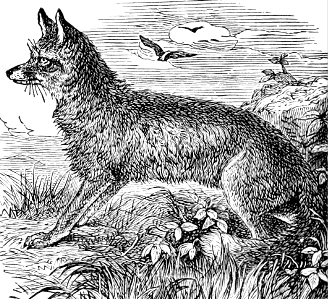 Syrian Fox