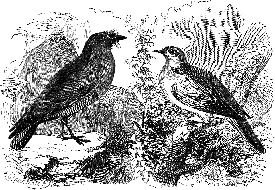 08 The Birds of Noah