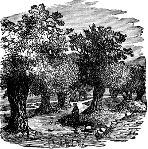 The brook Kedron