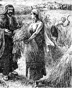 060 Ruth 02 v08 Ruth gleans in the Field of Boaz