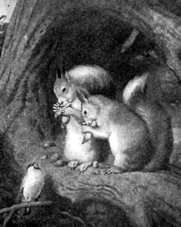 Squirrels and a Bird