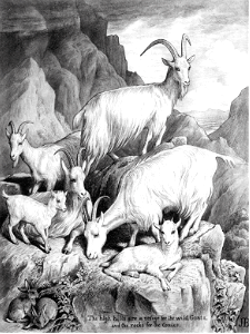 09 Psalm 104 v18 The high hills are a refuge for the Wild Goats