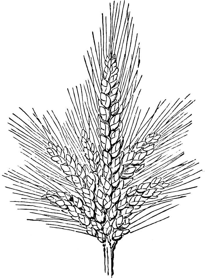 73 Plants - Egyptian Wheat