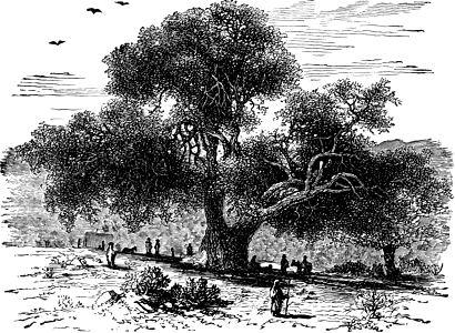 Abrahams Oak