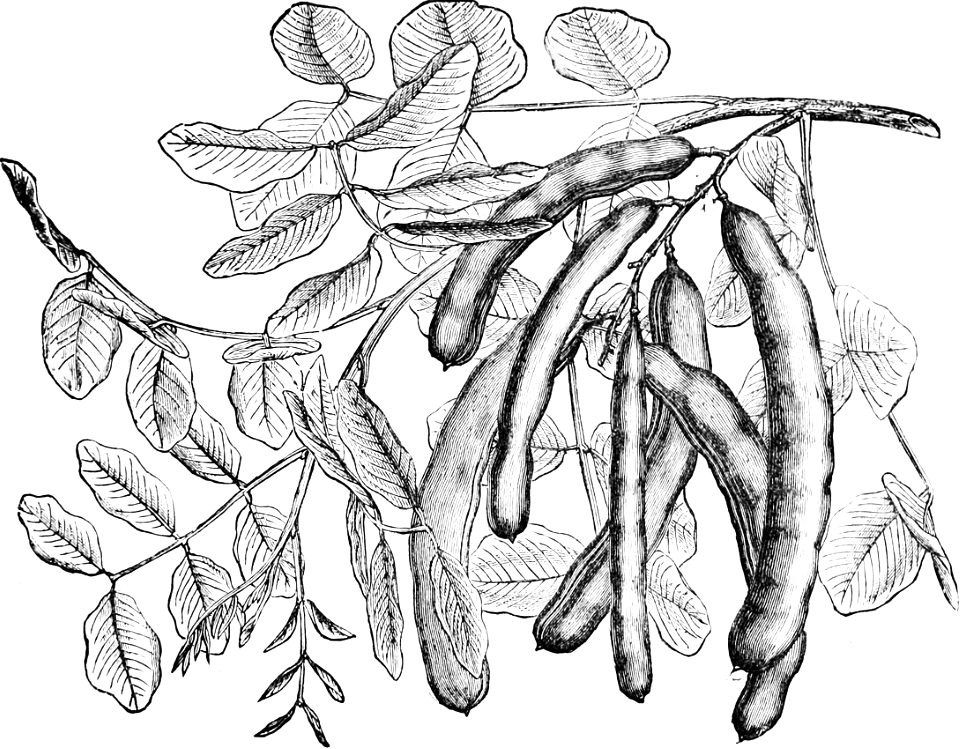 Pods of the Carob Tree
