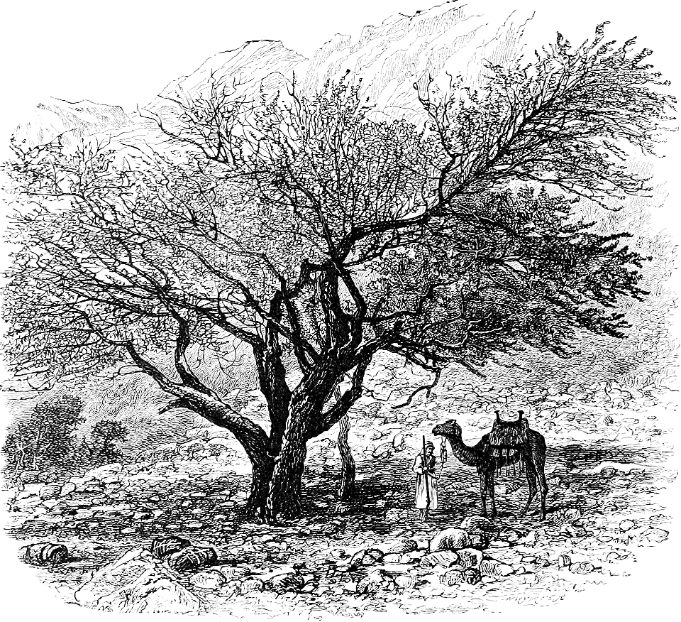 Resting a Camel in the Shade