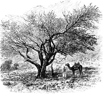 Resting a Camel in the Shade