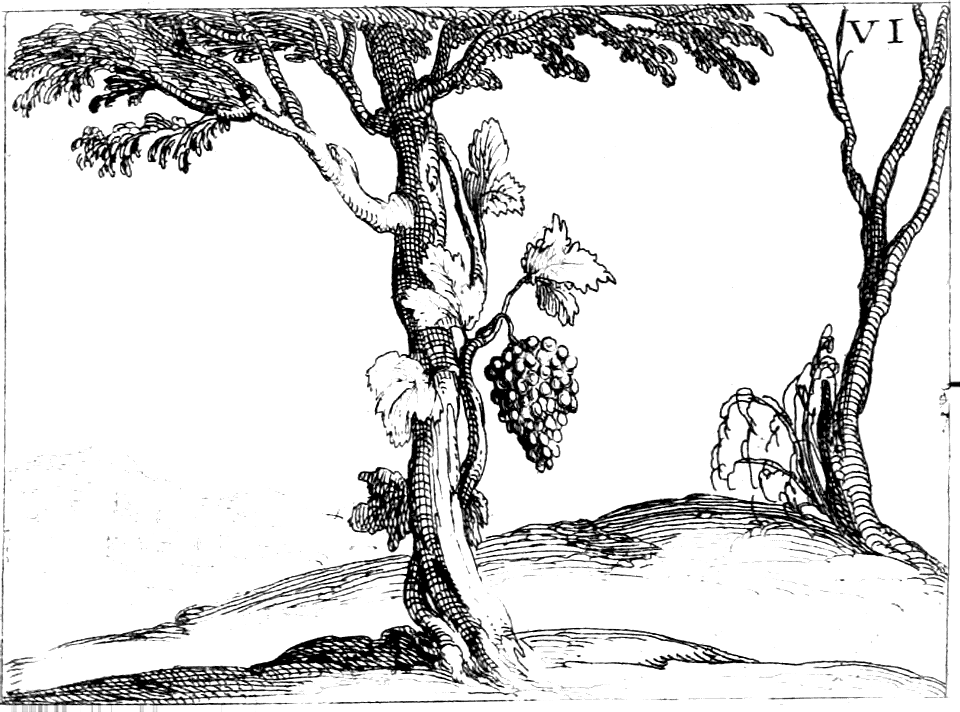 Vine flourishing on the Living Tree