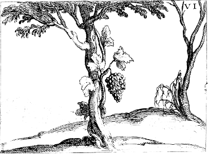 Vine flourishing on the Living Tree
