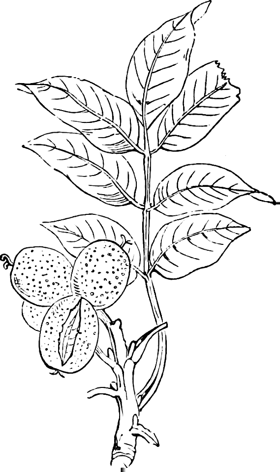 83 Plants - Walnut