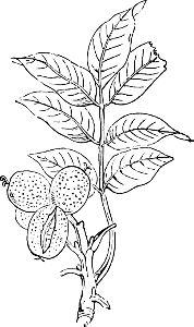 83 Plants - Walnut. Free illustration for personal and commercial use.